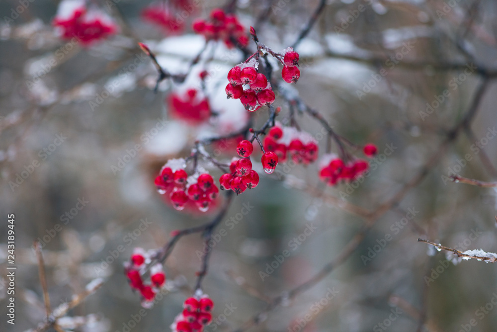 red berries in snow. space for text. red berries in snow. space for text.