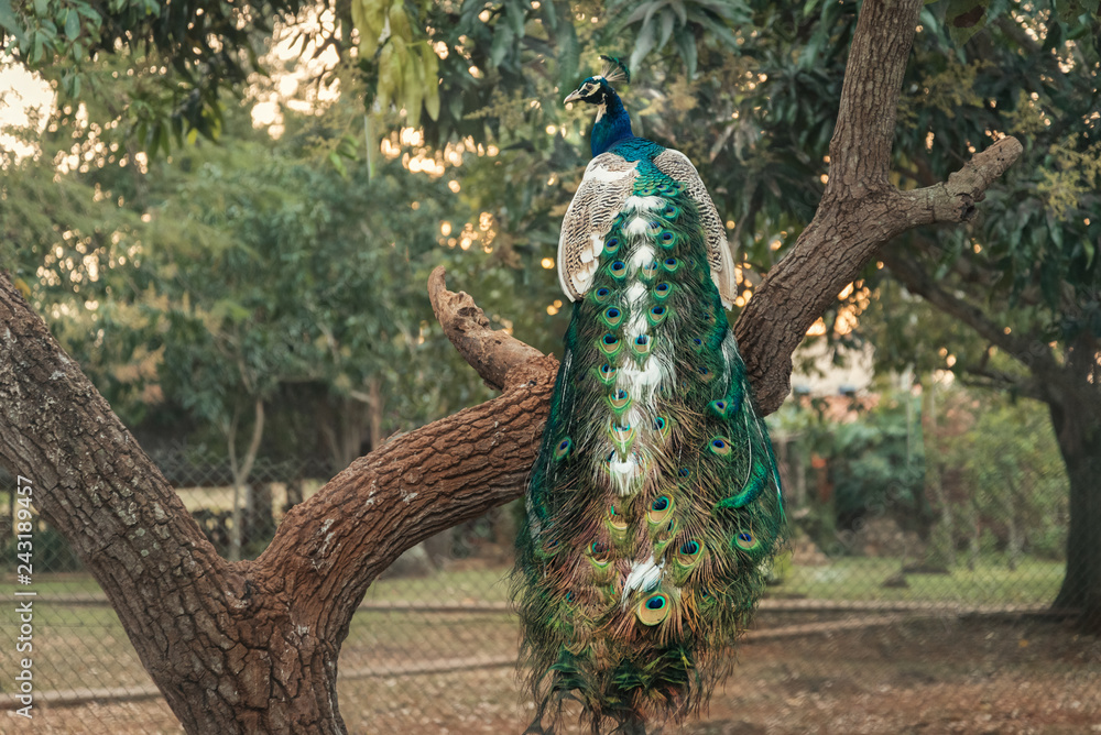 Fototapeta premium Male peacock with ornate feather tail sits on a tree