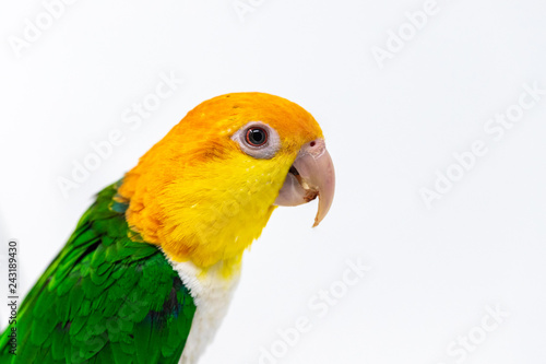 Head shot of an exotic bird