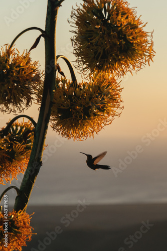 Hummingbird at sunset flying around flower