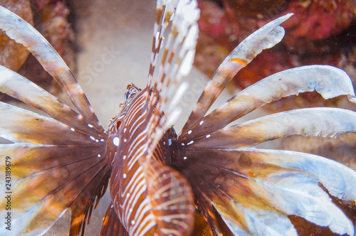 photos of exotic fish under water