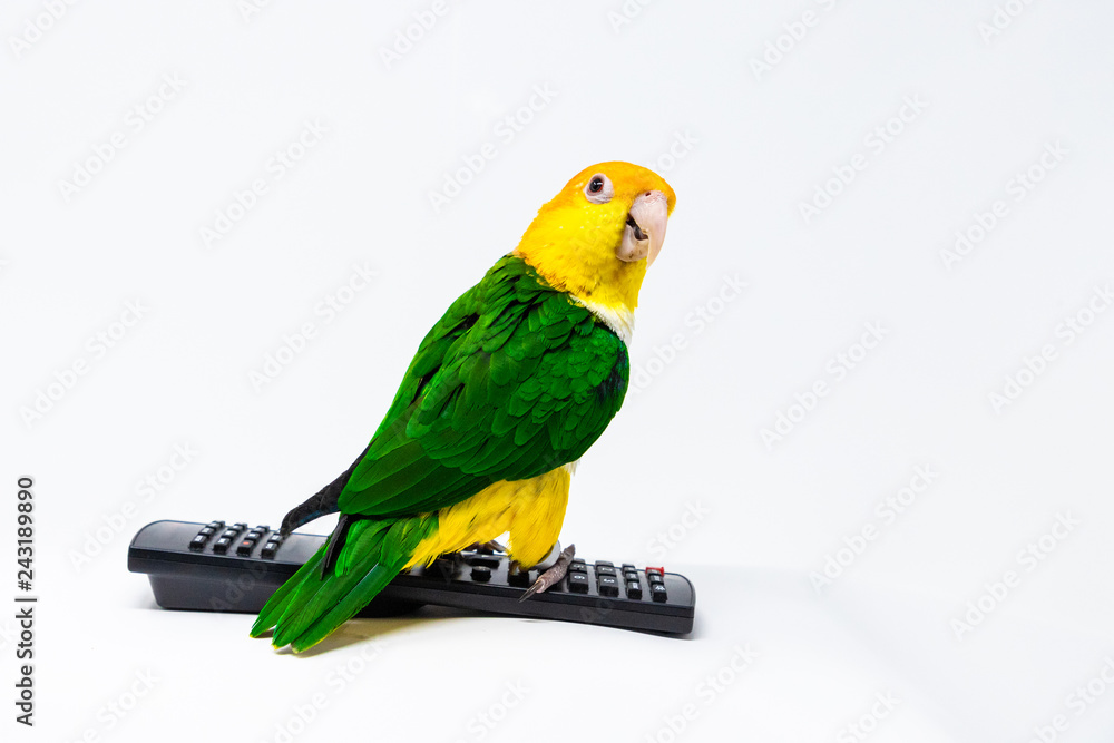 Naklejka premium A bird is standing on a remote control