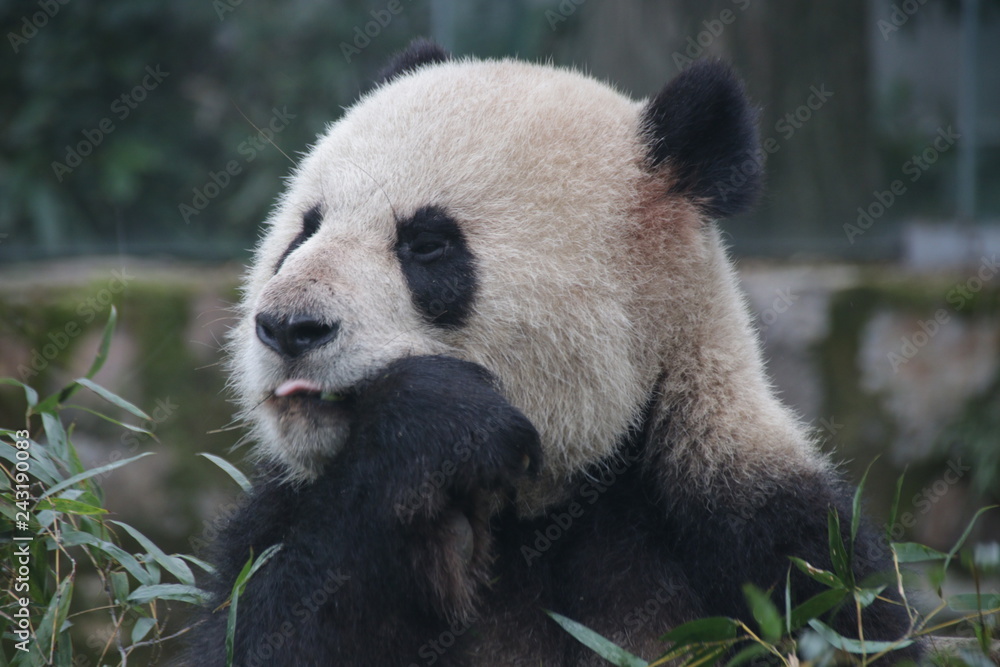 Fototapeta premium Funny Panda Sticks out his Tongue, China