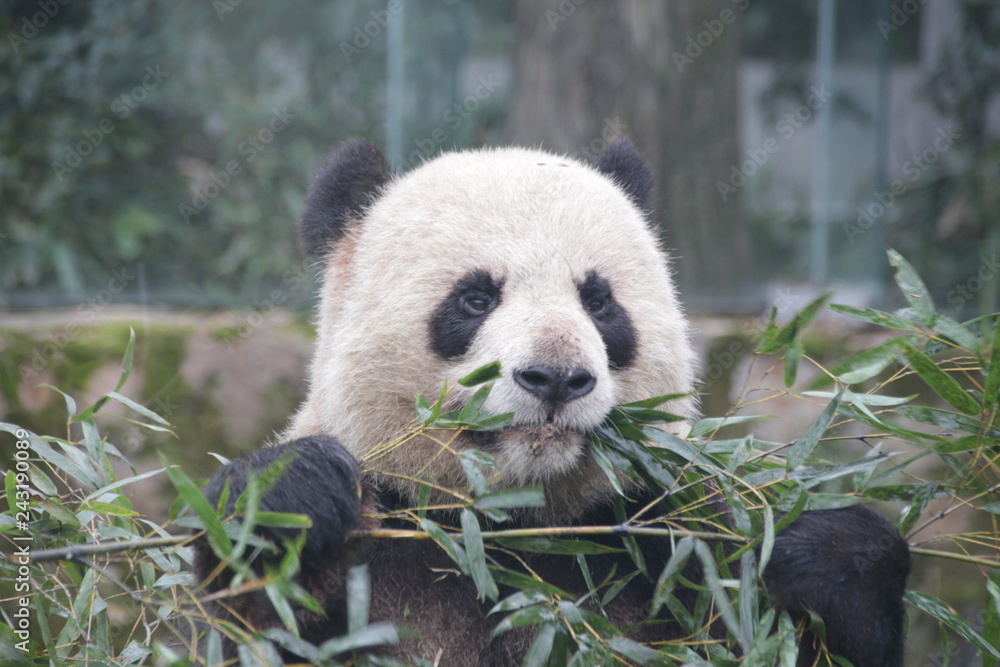 Fototapeta premium Close up Fluffy Panda Face, China