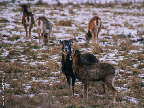 mouflon herd in winter