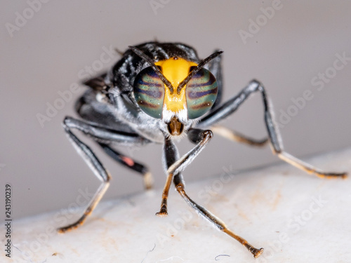 cyphomyia soldier fly photo