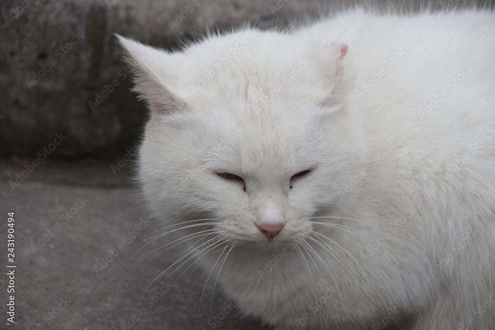 Fluffy Chubby White Cat