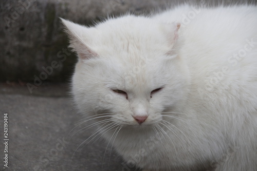 Fluffy Chubby White Cat