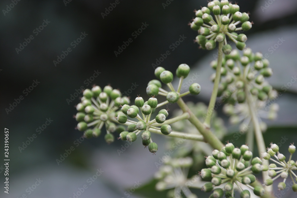 Chinese angelica flower Chinese angelica flower