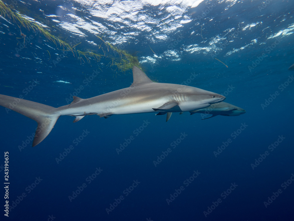 Fototapeta premium Haie