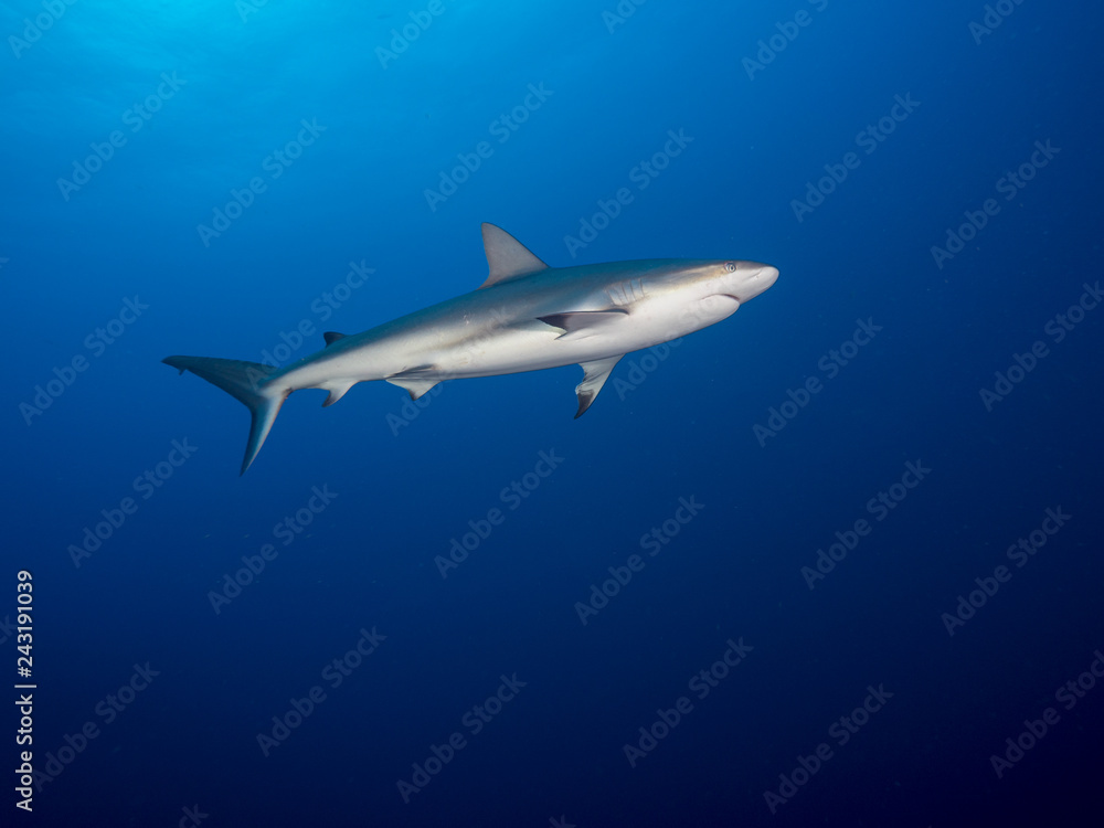 Obraz premium Haie