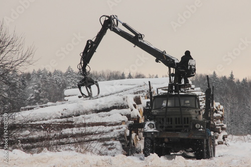 Wallpaper Mural Timber harvesting, timber truck with manipulator loads logs into trailer in winter day against the gray sky Torontodigital.ca