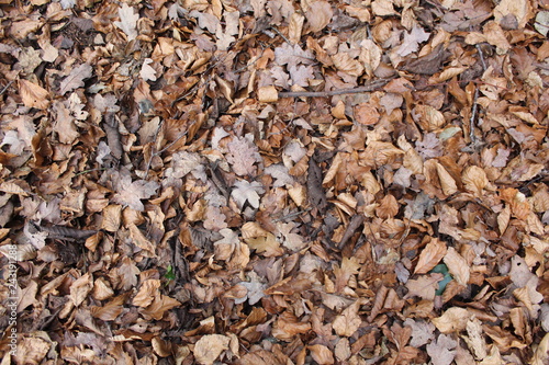 texture of fallen leaves