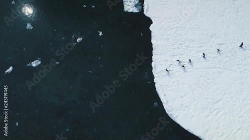 Antarctic Gentoo Penguin Jump Ocean Top View. Antarctica Wild Bird Dive to Cold Glacier Water from Ice Covered Shore. Winter Arctic Wildlife Animal Behavior Drone Flight Footage Shot 4K (UHD)
