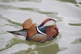 Close up Mandarin Duck  Swims in the Lake