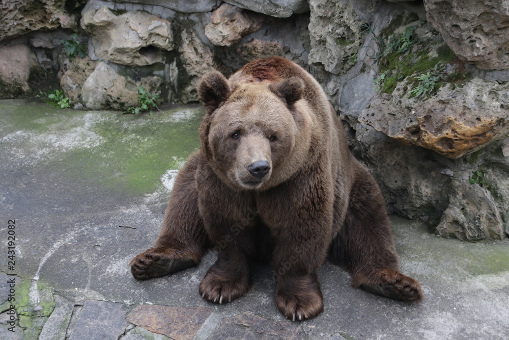 Fototapeta premium Happy Grizzly Brown Bear