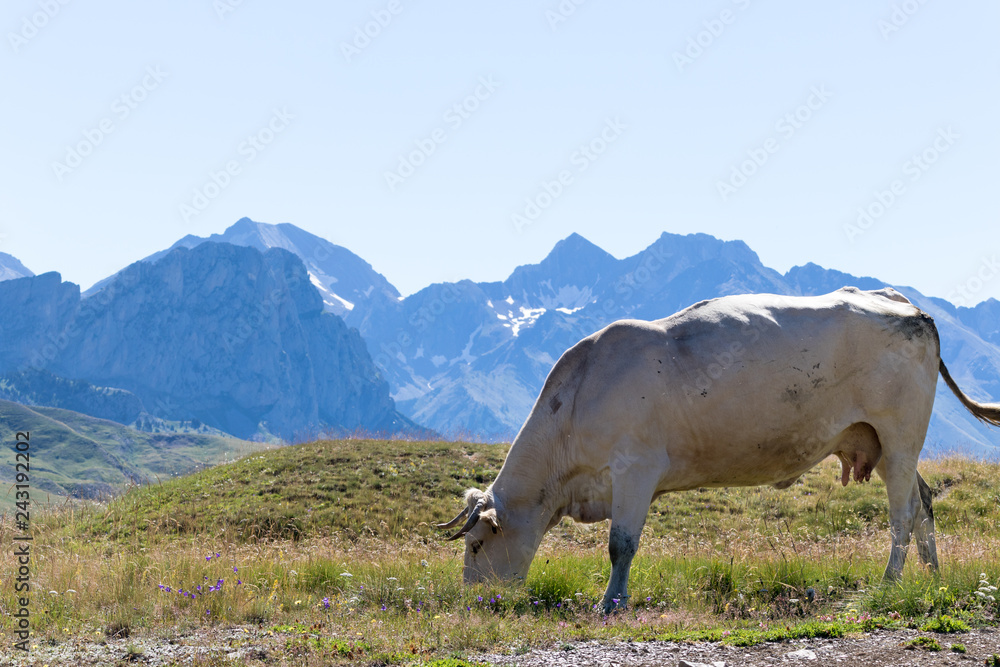 Vaca, montaña