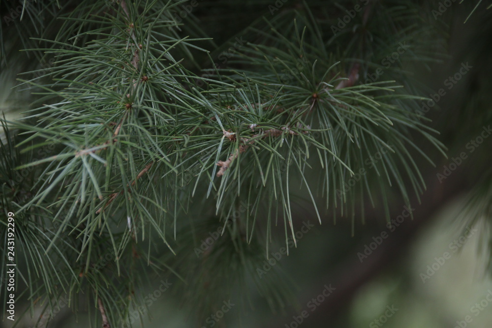 Green Pine Leaves in Winter Time Green Pine Leaves in Winter Time