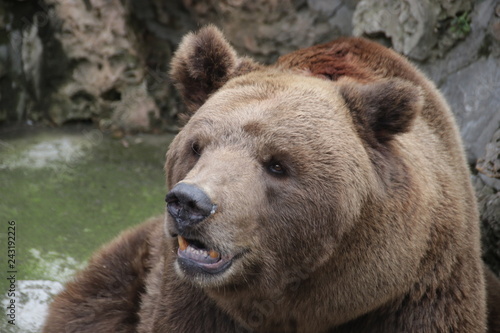 Happy Grizzly Brown Bear