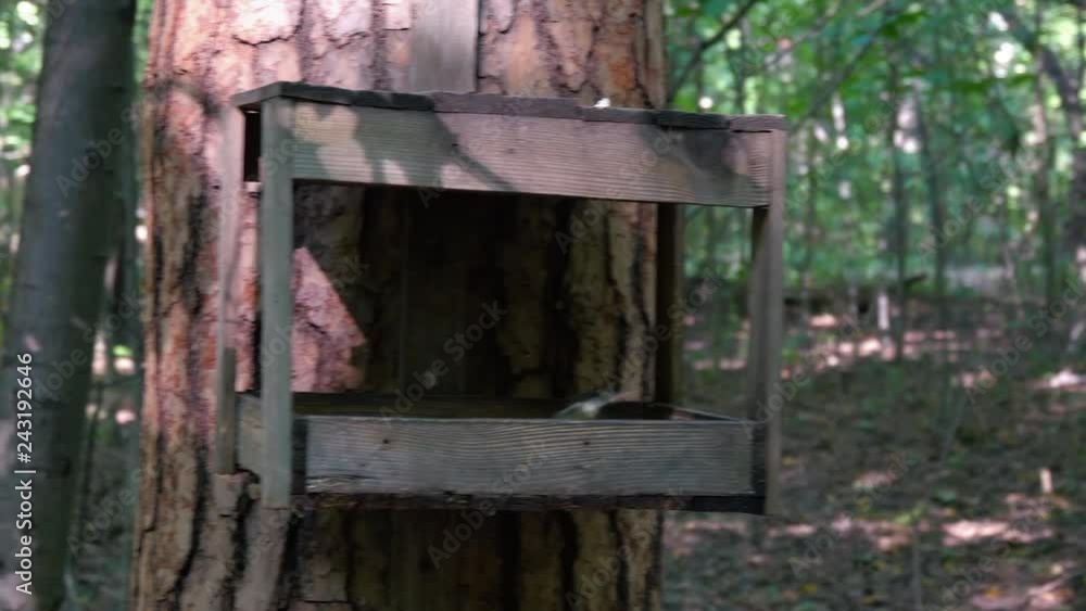 Great Tit At Feeder In Summer Forest Great Tit At Feeder In Summer Forest