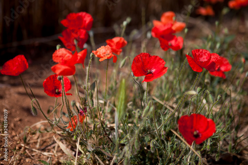 red poppies in a field