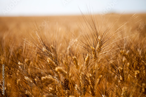 field of wheat