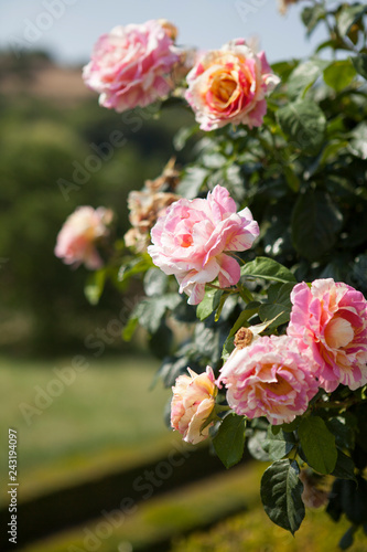 roses at garden