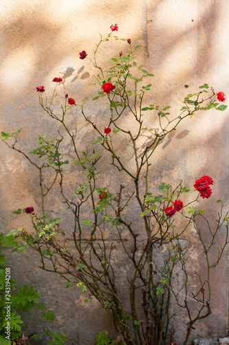 red flowers in the garden