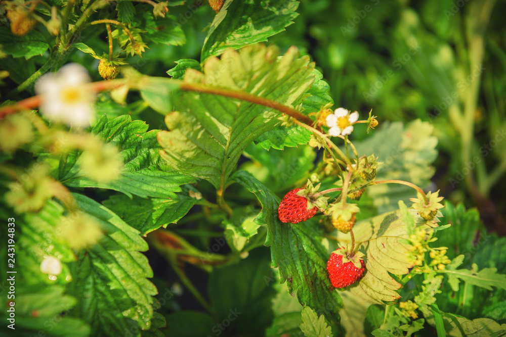 Strawberries on the garden. Blooming strawberry with red berries and green foliage, close-up.