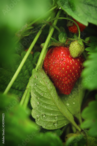 Strawberries in the garden. Ripe  juicy  red strawberries on a green branch in the garden.