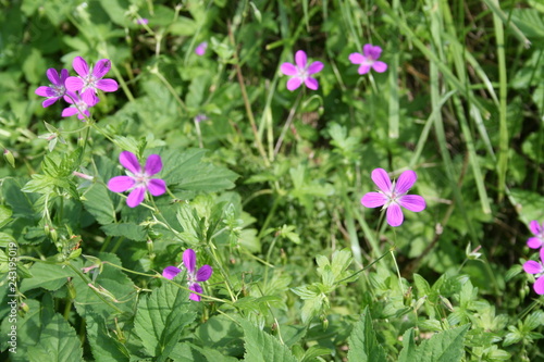 kwiaty, flowers, wild flowers