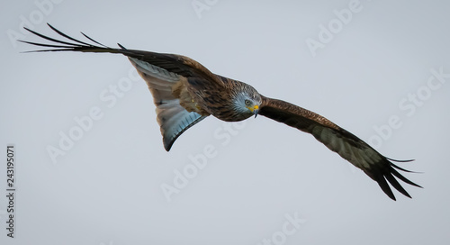 Red Kite