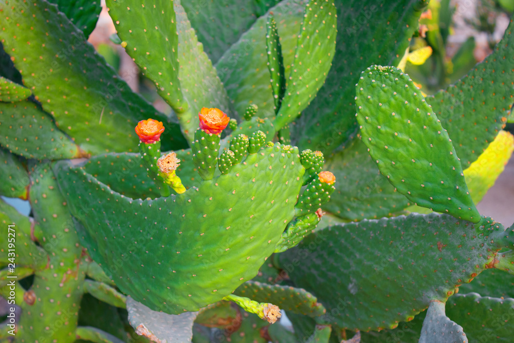 A big cactuses in bloom A big cactuses in bloom
