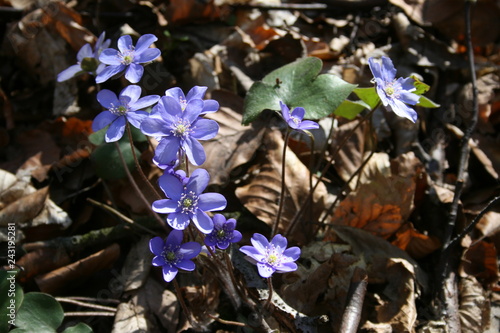 flower, spring