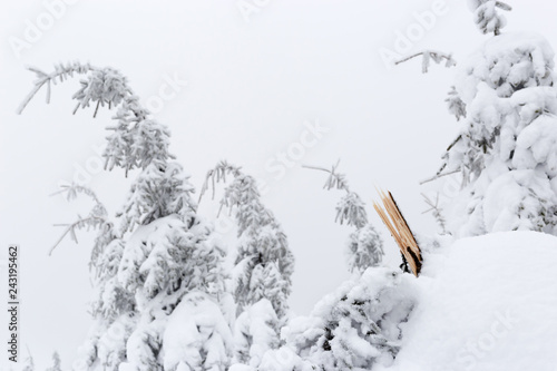 Tree broken by snow load