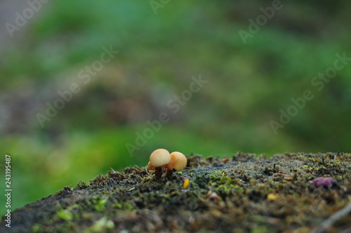 small fungus in the forest as macro photograph on a tree stump with moss