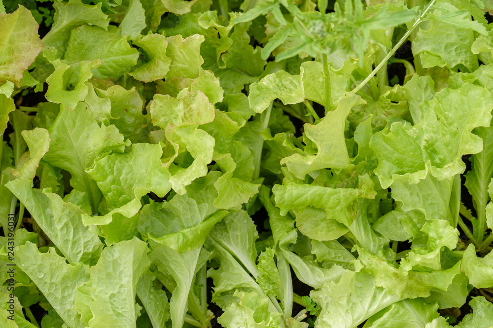 Young, green salad, for dietary nutrition, growing on a bed. Young, green salad, for dietary nutrition, growing on a bed.
