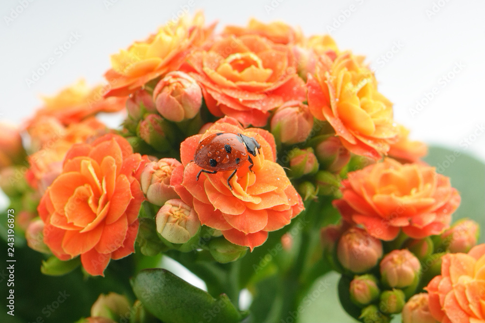.Ladybird on a beautiful blooming flower .Ladybird on a beautiful blooming flower