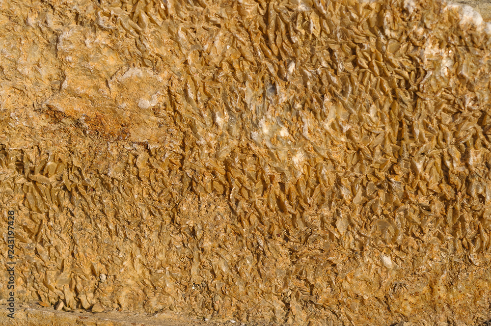 Surface with a texture of hardened stone shell stone. Designer background for interiors. Stone surface of yellow texture. Surface with a texture of hardened stone shell stone. Designer background for interiors. Stone surface of yellow texture.