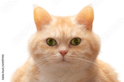 Closeup portrait of cute fat serious cream tabby cat with green eyes, isolated on white background