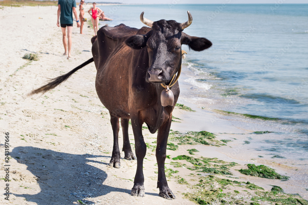 Thirsty domestic farm red black cow walking on sea beach coastline among people