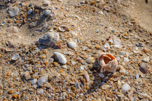 Gold sand with seashells on the foreground. Design for interiors. Tropical sand background close-up. Natural sand stone background texture in natural colors.