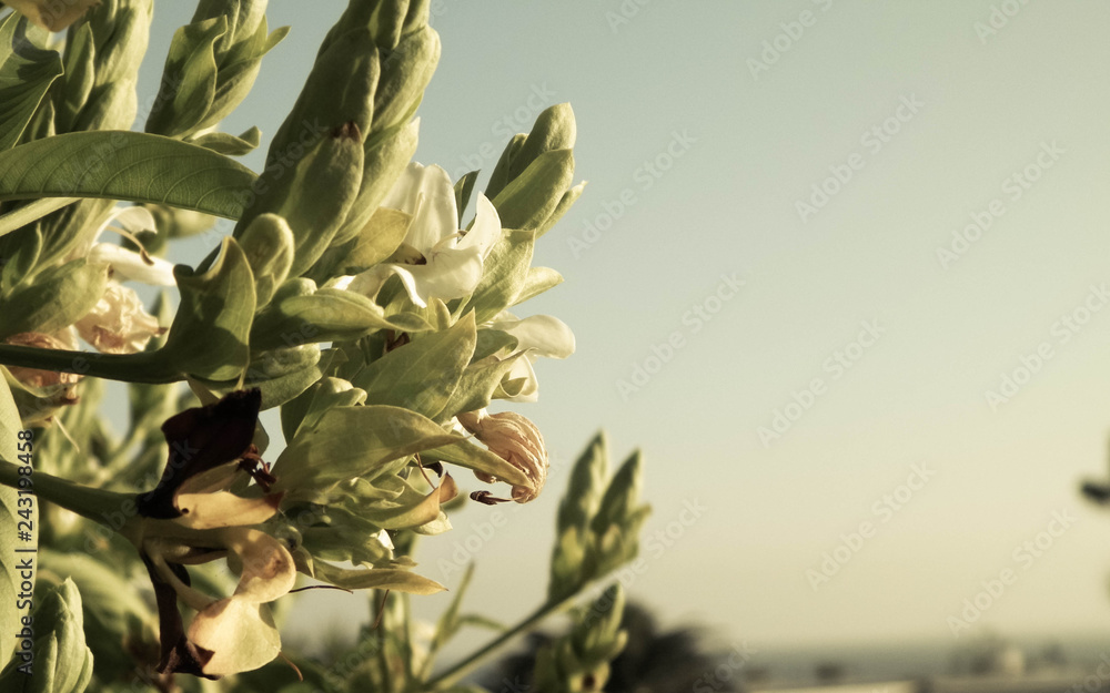 Fototapeta premium Close up of green canarian plant.