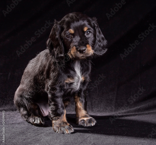 .black dog puppy Russian Spaniel on black background