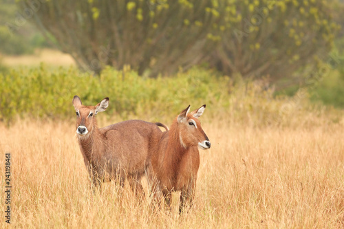 Queen Elizabeth Wildlife