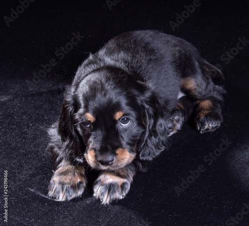 .black dog puppy Russian Spaniel on black background