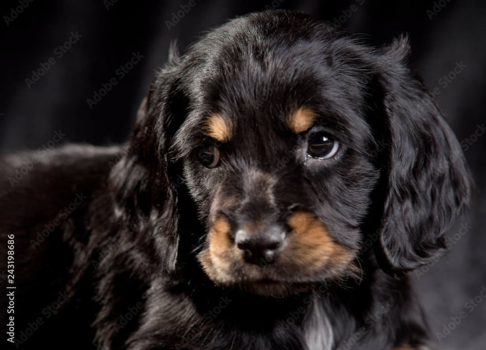 .black dog puppy Russian Spaniel on black background .black dog puppy Russian Spaniel on black background