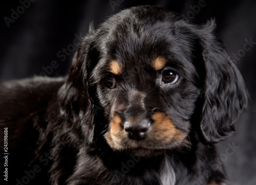 .black dog puppy Russian Spaniel on black background