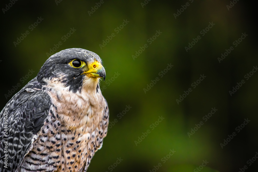 Peregrine Falcon Peregrine Falcon