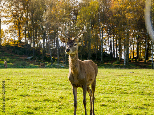 Reh auf Weide mit Hörnern